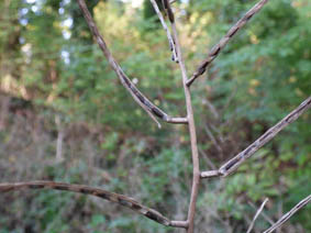 Alliaria petiolata